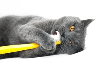 Стоматологические услуги для котов и кошек